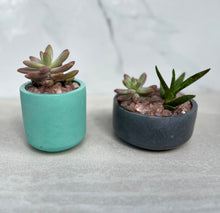 Load image into Gallery viewer, Cement Planters