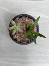 Load image into Gallery viewer, Cement Planters
