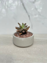 Load image into Gallery viewer, Cement Planters
